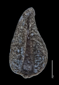 Ventral Nutlet View of ALA 90733