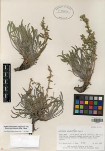 Herbarium sheet of ALA 90733