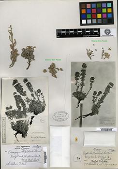 Oreocarya sheldonii type specimen, GH00097369