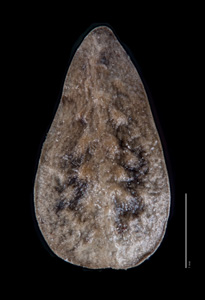 Dorsal View of Nutlet Kelley 945