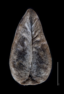 Ventral View of Nutlet Kelley 945