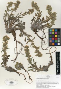 Herbarium Sheet of SDSU 20210