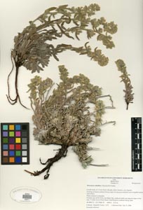 Herbarium Sheet of SDSU 20211