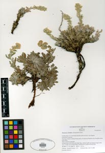 Herbarium Sheet of SDSU 21419