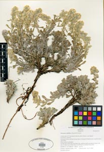 Herbarium Sheet of SDSU 21422