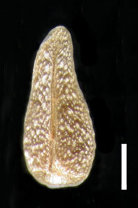 Ventral View of POM 273664