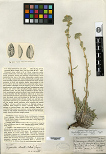 Herbarium sheet of GH 00096280