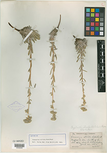 Herbarium sheet of NY 00335646