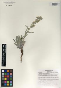 Herbarium sheet of COLO 499733