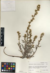 Herbarium sheet of SD 20211