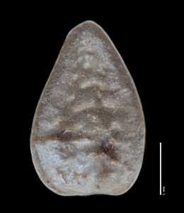 Dorsal Nutlet view of SDSU 21220