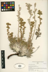 Herbarium sheet of SDSU 21220