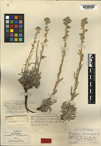 Herbarium sheet of RM 0001729