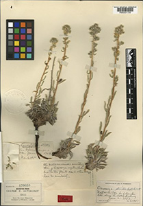 Herbarium sheet of RM 0001729a