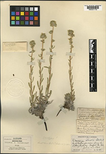 Herbarium sheet of RM 0001730