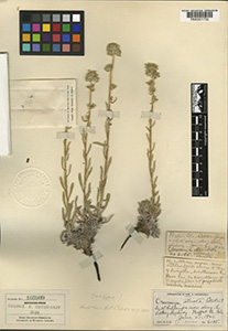 Herbarium sheet of RM 0001730a