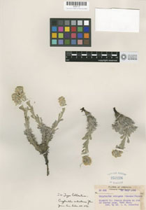 Herbarium Sheet of CAS 0033112 (Isotype)