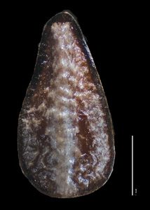 Dorsal view of R. B. Kelley 1205