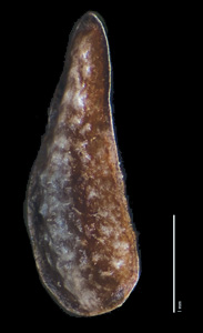 Lateral view of R. B. Kelley 1205