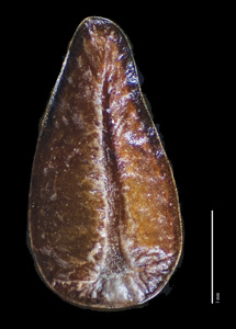 Ventral view of R. B. Kelley 1205