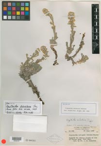 Herbarium Sheet of NY 00335191 (Isotype)