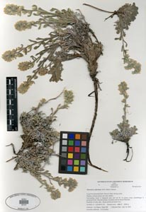 Herbarium Sheet of SDSU 20107