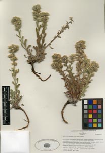 Herbarium Sheet of SDSU 20110