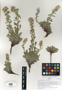 Herbarium Sheet of SDSU 20208