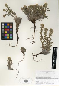 Herbarium Sheet of SDSU 20232