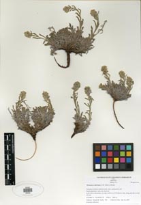 Herbarium Sheet of SDSU 20233