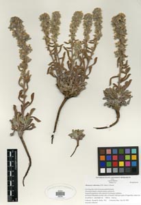 Herbarium Sheet of SDSU 20234