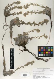 Herbarium Sheet of SDSU 20235