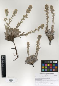 Herbarium Sheet of SDSU 20236