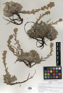 Herbarium Sheet of SDSU 20237