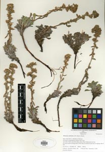 Herbarium Sheet of 