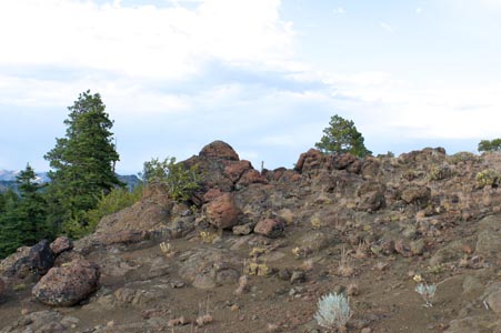 Field image of SDSU 20110 habitat