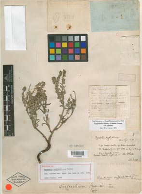 Herbarium specimen of NY00335594 (Holotype)