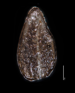 Dorsal View of Nutlet of SDSU 20194