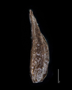 Lateral View of Nutlet of SDSU 20194