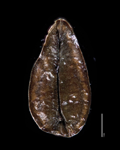 Ventral View of Nutlet of SDSU 20194