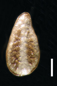 Oreocarya thompsonii dorsal view of nutlet of RSA87701.