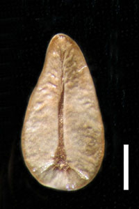 Oreocarya thompsonii ventral view of nutlet of RSA87701.