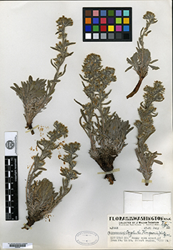 Oreocarya thompsonii holotype specimen image.