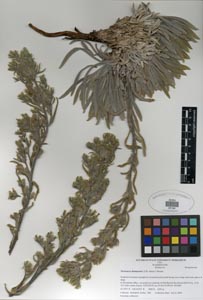 Herbarium Sheet of SDSU 20194