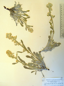 Herbarium Sheet of SD 107276