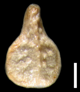 Dorsal of Nutlet for SD 58351