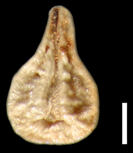 Ventral of Nutlet for SD 58351