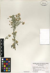 Herbarium Sheet of RSA 626191