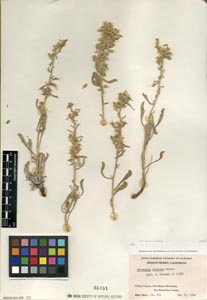 Herbarium Sheet of SD 58351