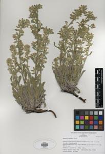 Herbarium Sheet of SDSU 20239